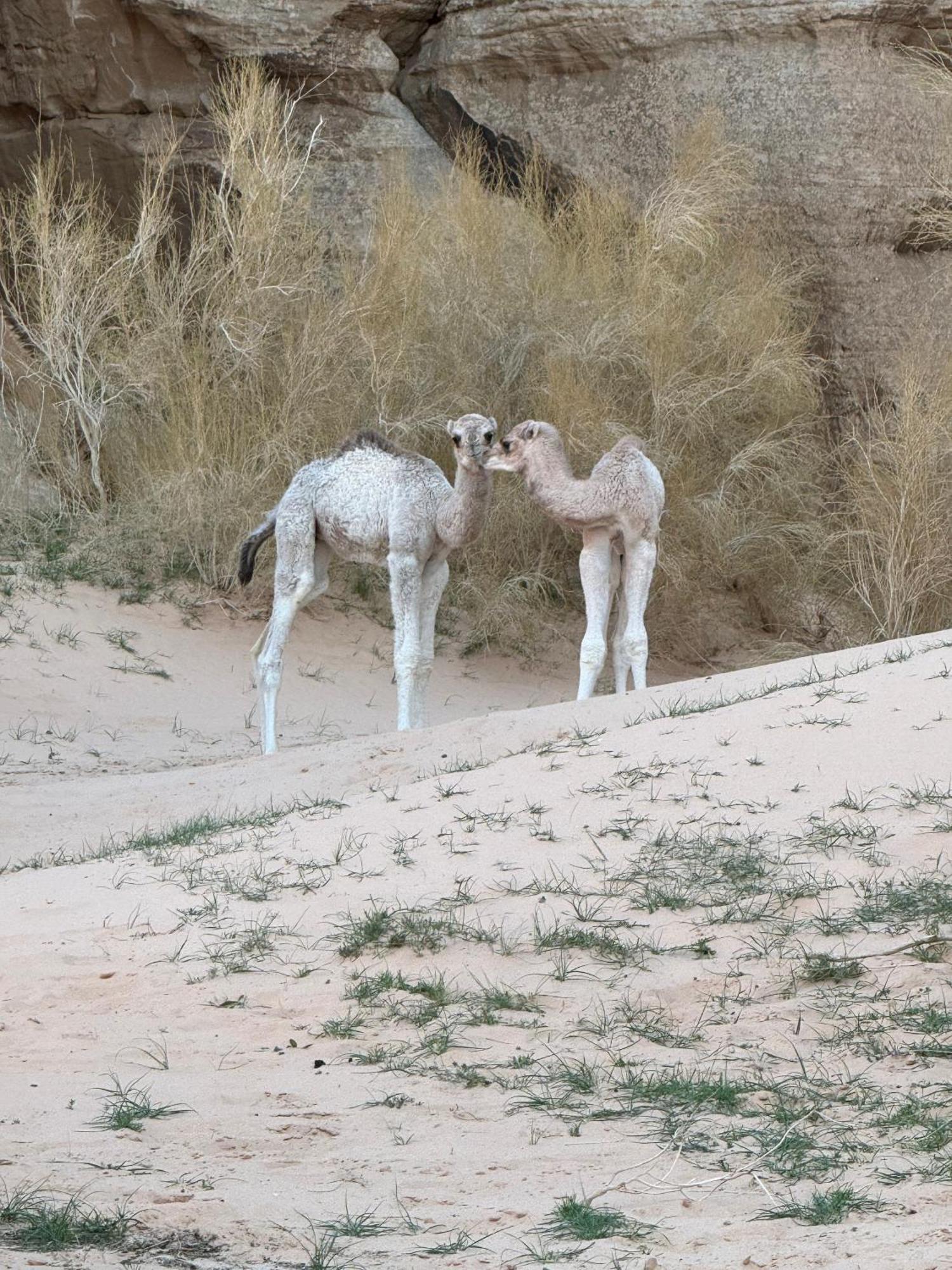 Desert Bird Camp Wadi Rum Exterior photo