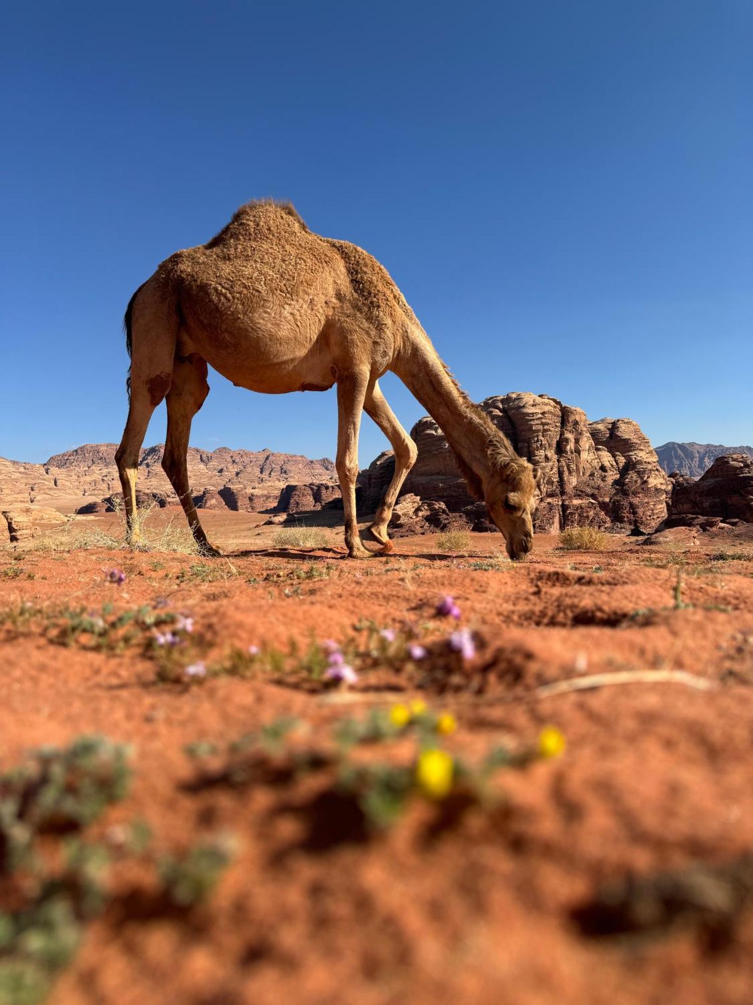 Desert Bird Camp Wadi Rum Exterior photo